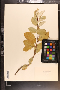 Elaeagnus pungens image