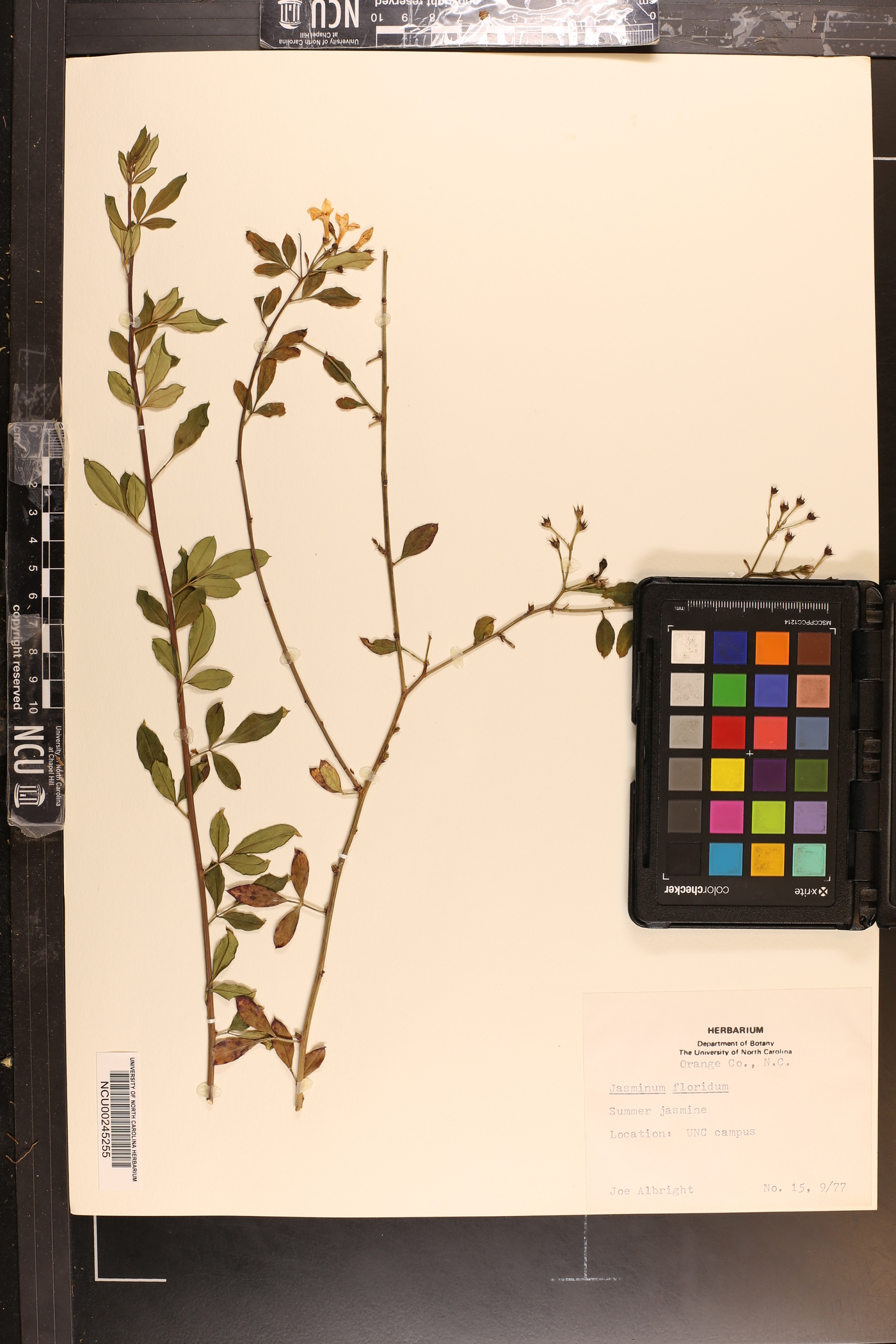 Jasminum floridum image