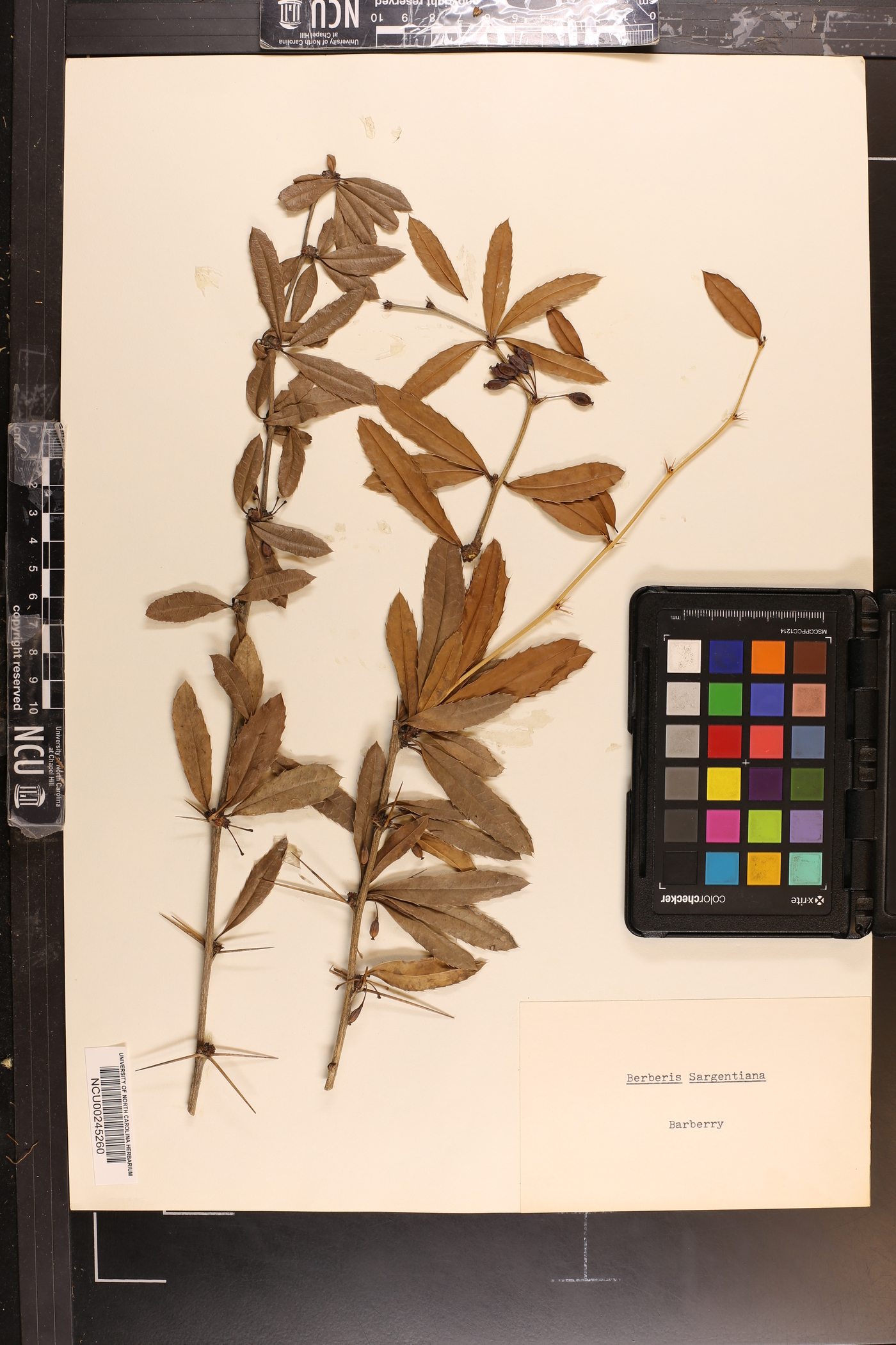 Berberis sargentiana image