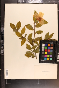 Camellia sasanqua image