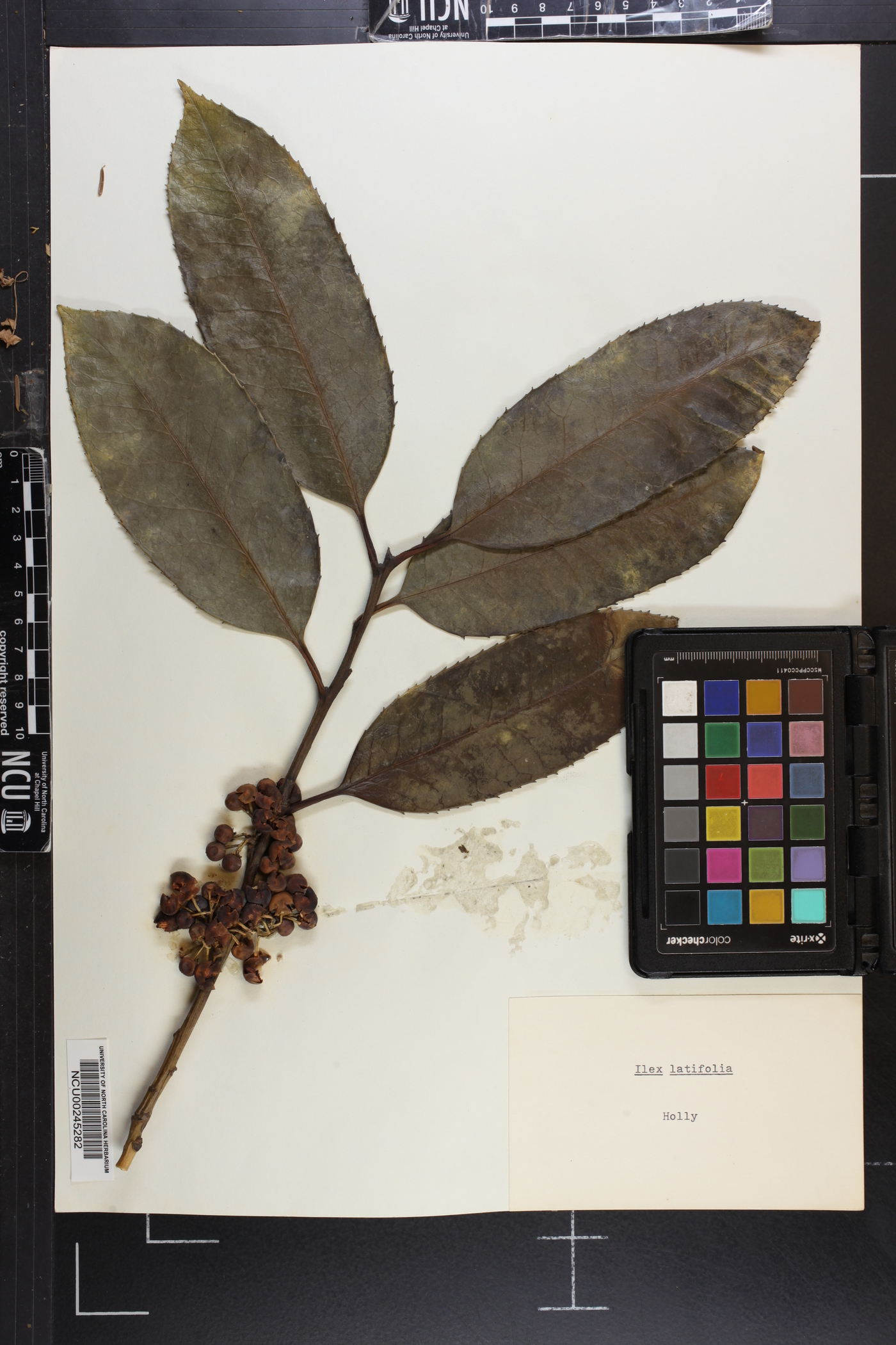 Ilex latifolia image