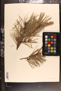 Pinus echinata image