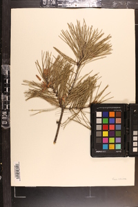 Pinus echinata image