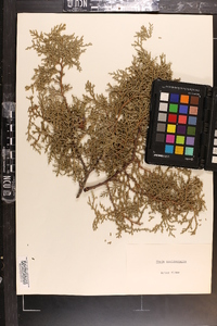 Thuja occidentalis image