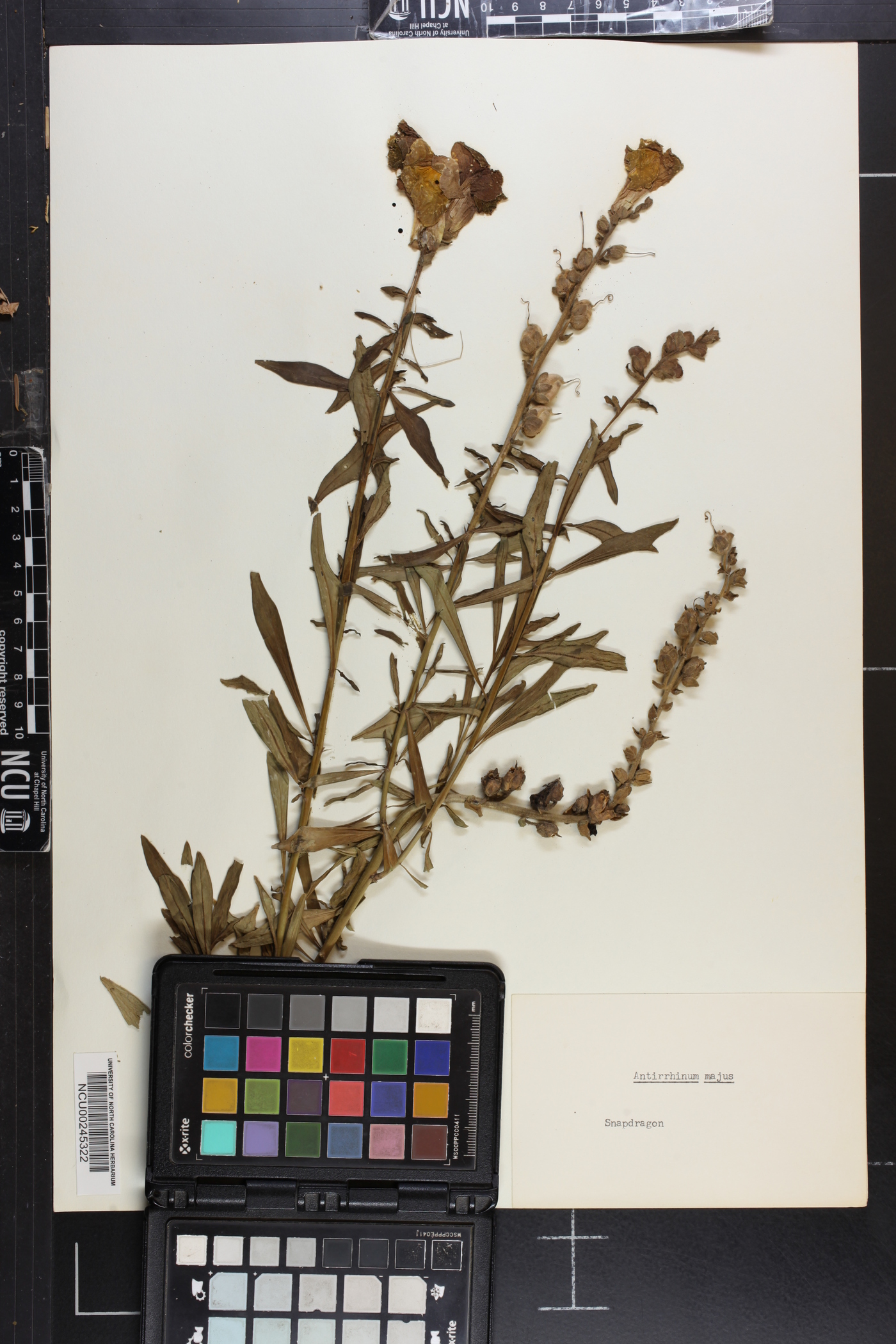 Antirrhinum majus image