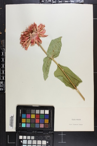 Zinnia violacea image