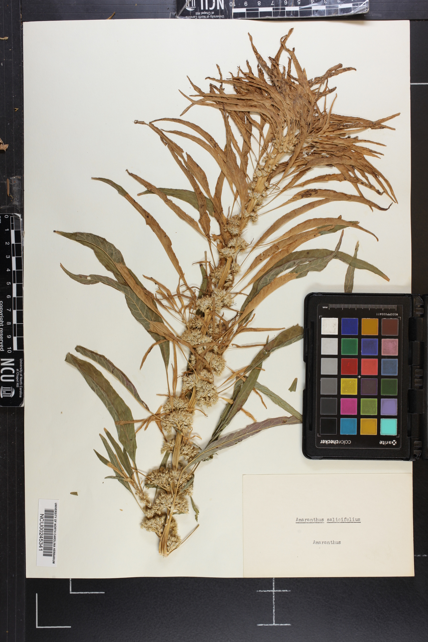 Amaranthus salicifolius image