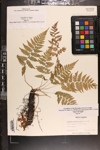 Athyrium filix-femina var. asplenioides image