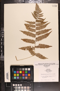Athyrium filix-femina var. asplenioides image
