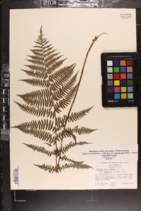 Athyrium filix-femina var. asplenioides image