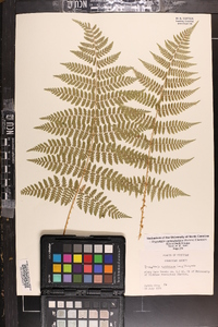 Dryopteris campyloptera image