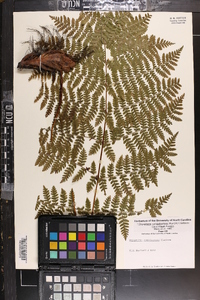 Dryopteris campyloptera image