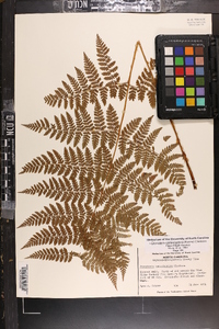Dryopteris campyloptera image