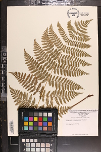 Dryopteris campyloptera image