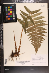 Dryopteris ludoviciana image