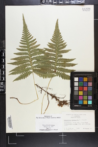 Thelypteris phegopteris image