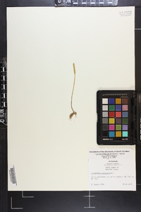 Pseudolycopodiella caroliniana image