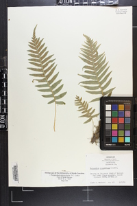 Polypodium glycyrrhiza image