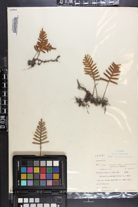 Polypodium polypodioides image