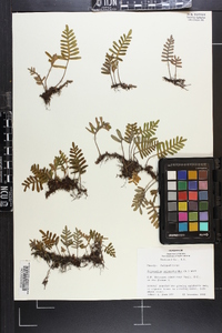 Polypodium polypodioides image