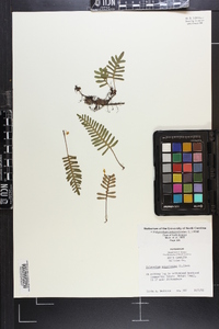 Polypodium polypodioides image