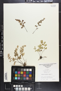 Adiantum capillus-veneris image