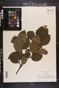 Alnus incana subsp. rugosa image