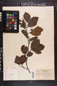 Alnus incana subsp. rugosa image