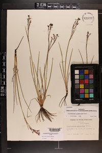 Sisyrinchium atlanticum image