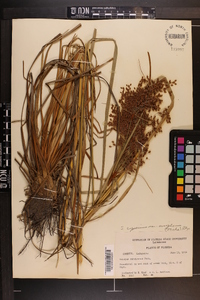 Scirpus rubricosus image