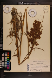 Scirpus cyperinus var. eriophorum image