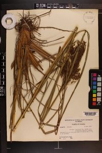 Scirpus cyperinus var. eriophorum image