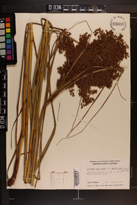 Scirpus cyperinus var. eriophorum image