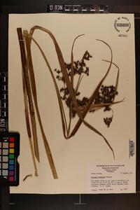 Scirpus expansus image