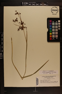 Scirpus georgianus image