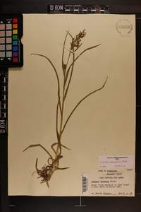 Scirpus pendulus image