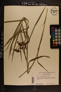 Scirpus polyphyllus image