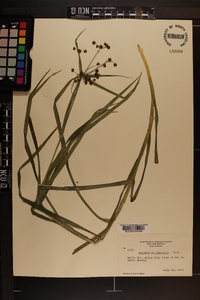 Scirpus polyphyllus image