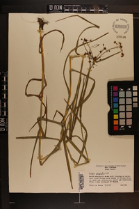 Scirpus polyphyllus image