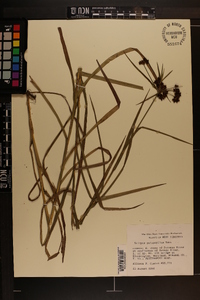 Scirpus polyphyllus image