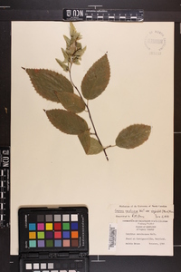 Carpinus caroliniana var. virginiana image