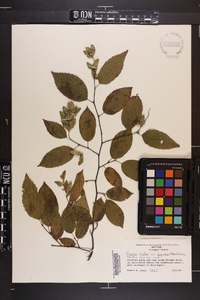 Carpinus caroliniana var. virginiana image