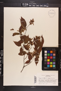 Carpinus caroliniana var. virginiana image