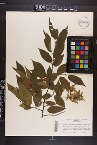 Carpinus caroliniana var. virginiana image