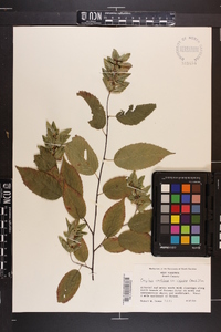 Carpinus caroliniana var. virginiana image