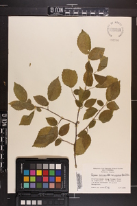 Carpinus caroliniana var. virginiana image