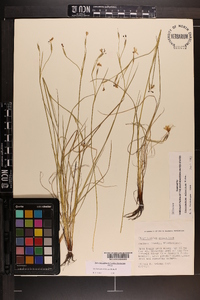 Sisyrinchium atlanticum image