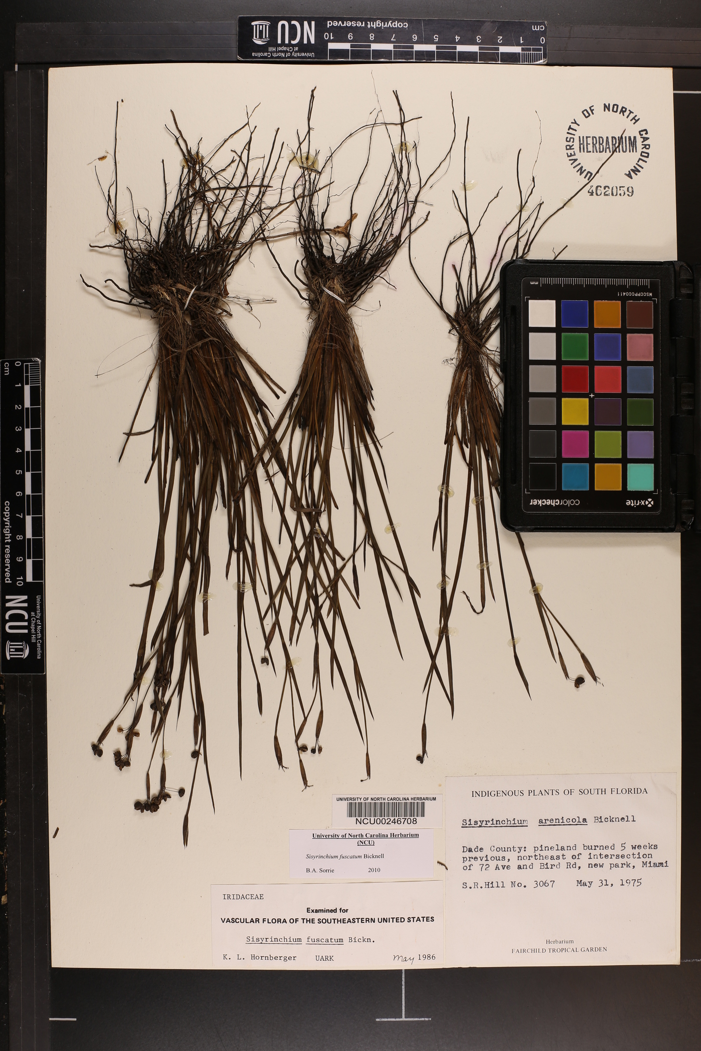 Sisyrinchium fuscatum image