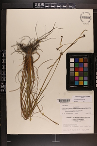 Sisyrinchium fuscatum image