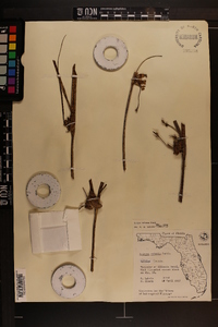 Bolboschoenus robustus image